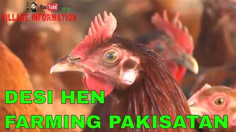 Desi Murgi Poultry Farm Hen Farming Desi Hen Farming In Pakistan Golden