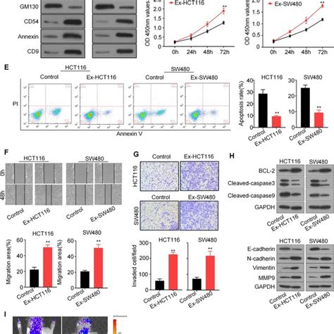 Crc Derived Exosomes Enhance Crc Cell Proliferation Migration And