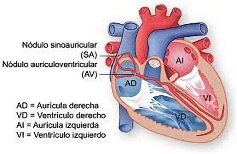 Protocolo Cardioversi N El Ctrica Unidad De Cuidados Intermedios