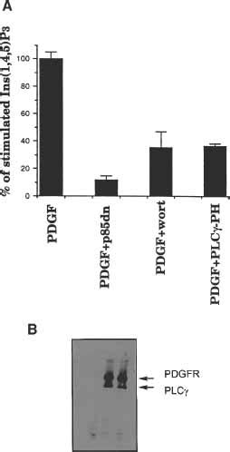 Activation of phospholipase Cγ by PI 3kinaseinduced PH domain