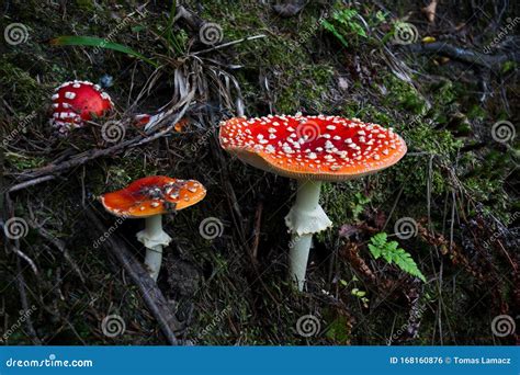 Group Of Beautiful Red Toadstool Mushrooms Amanita Muscaria In A Moss