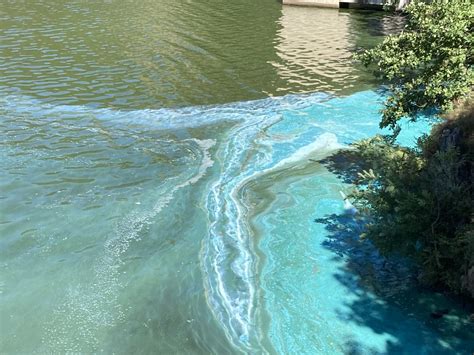 Loire Cyanobact Ries Leau Turquoise Au Pertuiset La Baignade De