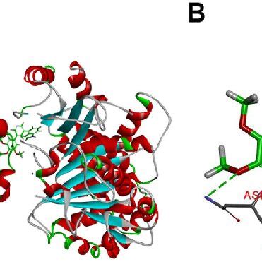 A The Binding Mode Of Compound T In The Colchicine Binding Site Of