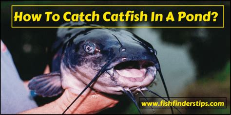 How To Catch Catfish In A Pond Pro Tips