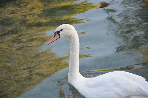 Swan Majestoso Penas Foto Gratuita No Pixabay Pixabay