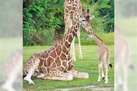 Florida zoo debuts newborn giraffe | Borneo Bulletin Online