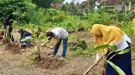 Cara Menanam Pisang Kepok Agar Cepat Berbuah Bibit And Pupuk