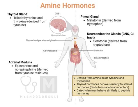 Classification Of Hormones My Endo Consult