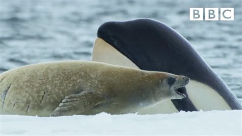 Killer Whales Are So Clever Frozen Planet Ii Bbc Youtube