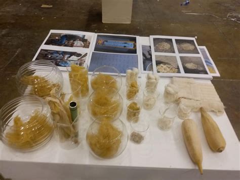 Corn husks help in fight against pollution – Holloway Express