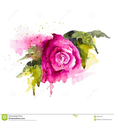 Rose Stock Vector Illustration Of Rose Tender Summer 56062185