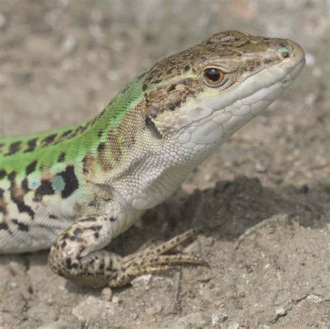 7 Types Of Lizards Found In Germany 2024 Bird Watching Hq