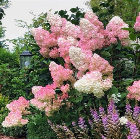 欧洲圆锥香草草莓 宝塔绣球花苗树桩 斗球木绣球小苗超级贝拉安娜 阿里巴巴