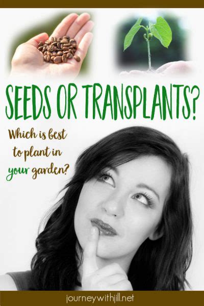 Direct Sow Vs Transplant Which Is Best For Your Garden The