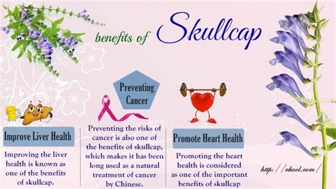 15 Noticeable Health Benefits of Skullcap Tea, Leaf, and Extract