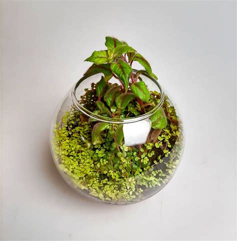 Готовые композиции и флорариумы – Купить На Florariumplants