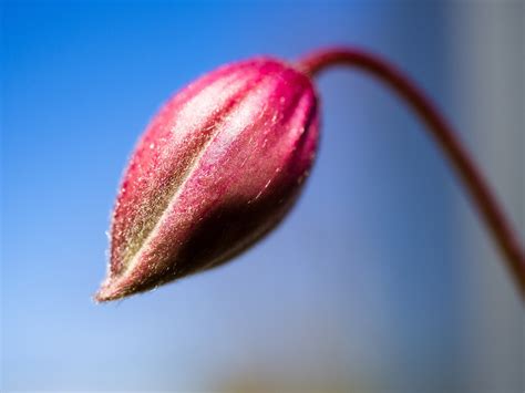 Capullo De La Flor Clem Tide Rojo Foto Gratis En Pixabay Pixabay