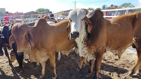 Feira De Gado Em Jupi Pe Canal Edson Do Gado Feliz Ano Novo