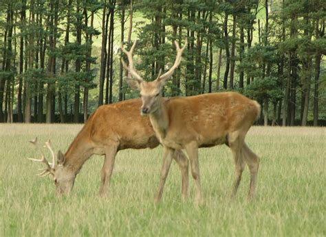 deer facts  deer description  distribution  deer