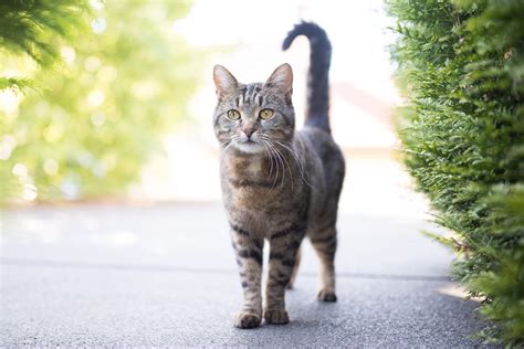 Secrets Your Cats Tail Is Trying To Tell You Readers Digest Canada