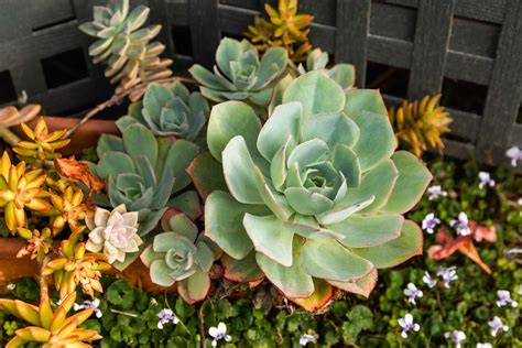 Caring for Varieties of Perennial Succulent Plants