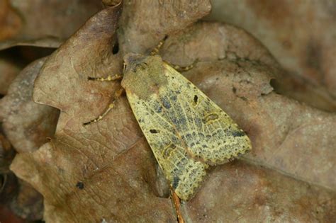 Beaded Chestnut Agrochola Lychnidis INaturalist