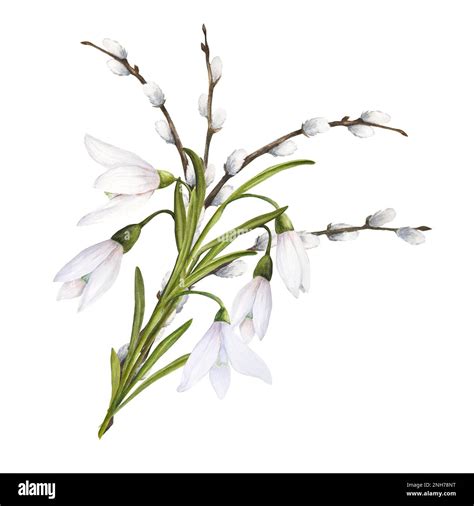 Watercolor Easter Illustration Of Pussy Willow Branches And Snowdrops Bouquet Isolated On White