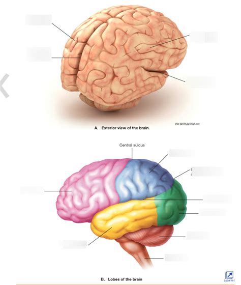 Anat Phys Chapter Functional Anatomy Of The Central Nervous