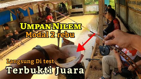 Sangat Jitu Racikan Umpan Nilem Murah Modal Rebu Bisa Jadi Juara