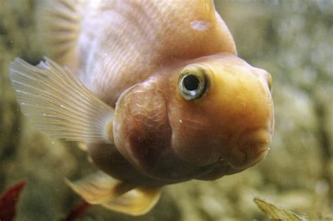 How Animals See the World — 26 Vision Secrets That Will Change ...