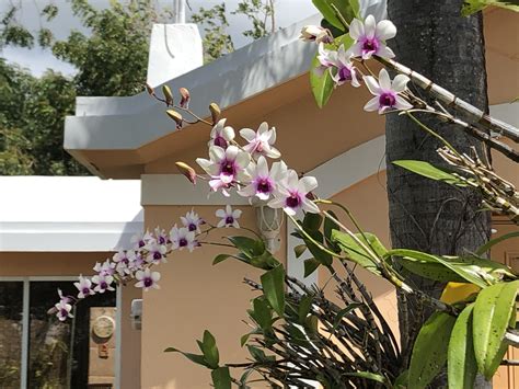 Flower power – Guam through my eyes