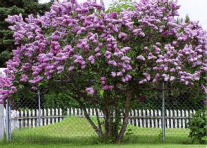 Lilac Tree: Facts, Varieties & How To Grow - AMERICAN GARDENER