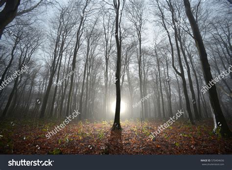 Mysterious Light Misty Forest Dusk Stock Photo Edit Now 570404656