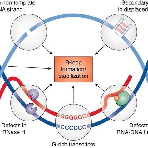 Schematic Representation Of Factors Promoting R Loop Formation And