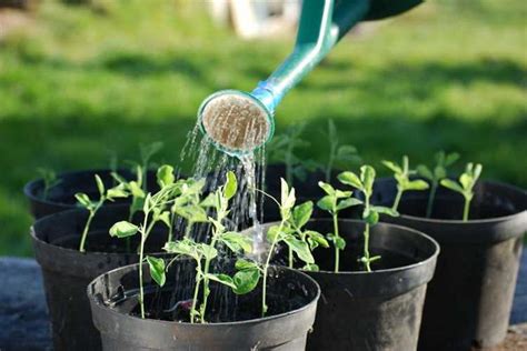 Cuántas veces a la semana hay que regar las plantas Guía para el