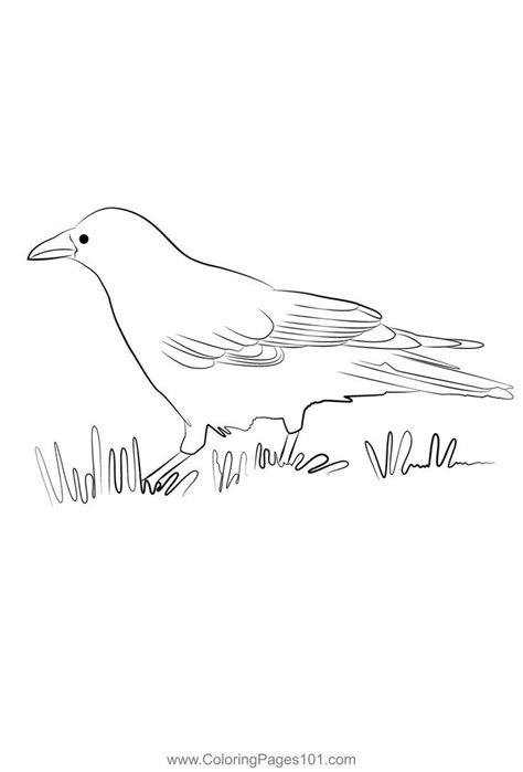 Carrion Crow Coloring Page Coloring Pages Crow Pictures