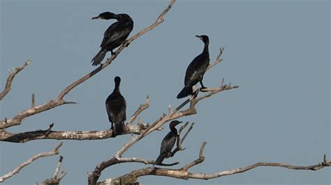 Pygmy Cormorant | MarkEisingBirding