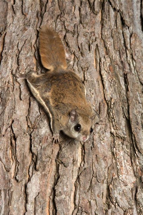 Flying Squirrel Sugarglider Stock Photo Image Of Mammal Wild 35612770