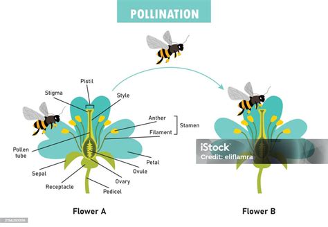 Diagram Showing Pollination With Flower And Bee Stock Illustration Download Image Now