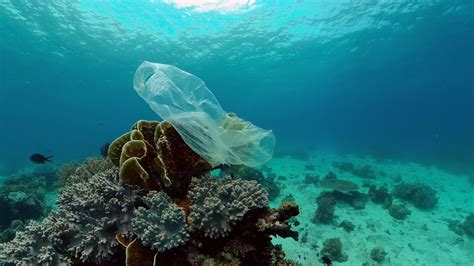 La Pesca Inquina Le Barriere Coralline Con La Plastica