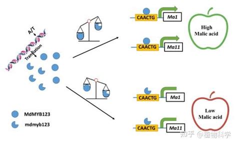 西北农林科技大学果树逆境生物学团队揭示苹果果实中苹果酸含量的调控新机制 知乎