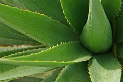 Aloe Vera Come Coltivarla In Casa