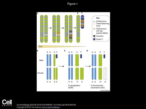 Sex Chromosome Effects On Malefemale Differences In Mammals Ppt Download