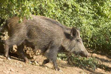 Animali Selvatici In Città La Mappa Del Wwf Foto Ansait