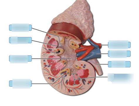 Identify The Structures Of The Kidney Diagram Quizlet