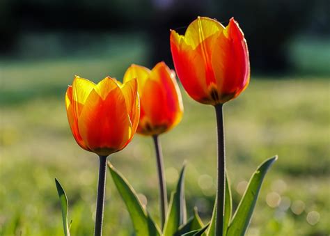 Tulip Rouge Jaune Tulipes Fleur De Photo Gratuite Sur Pixabay Pixabay