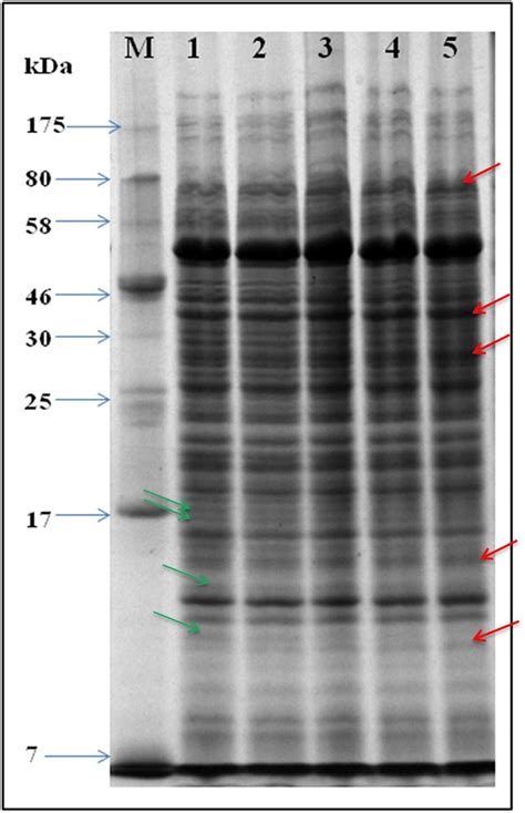 SDS PAGE Gel Showing Whole Cell Protein Profile Proteins Were