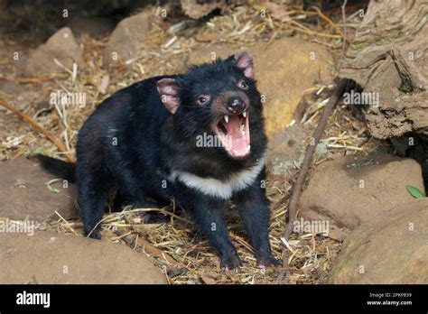 Tasmanian Devil Tasmanian Devils Sarcophilus Harrisii Marsupials