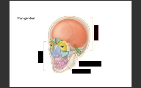 Anatomie 2 Anatomie de la tête Flashcards Quizlet