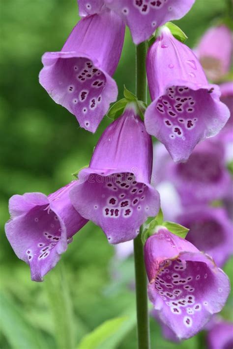 Beautiful Purple Foxglove Plant Blooming And Flowering Stock Photo